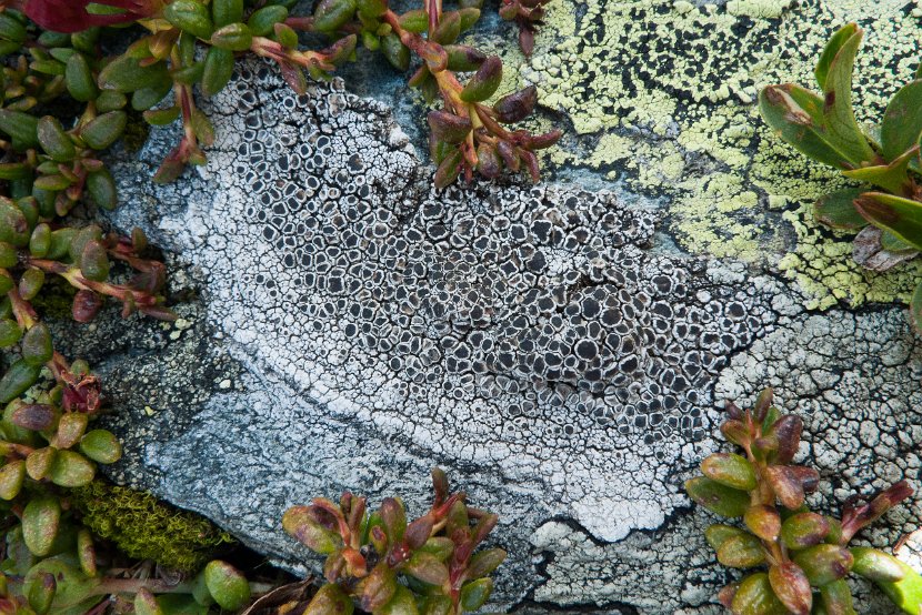 Lecanora cenisia-5